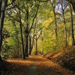 Herbst_WWeg_Laub_Baum_Blatt